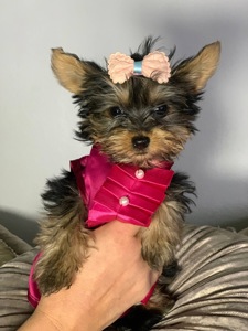 Щенки йоркширского терьера