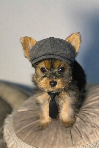 Щенки йоркширского терьера