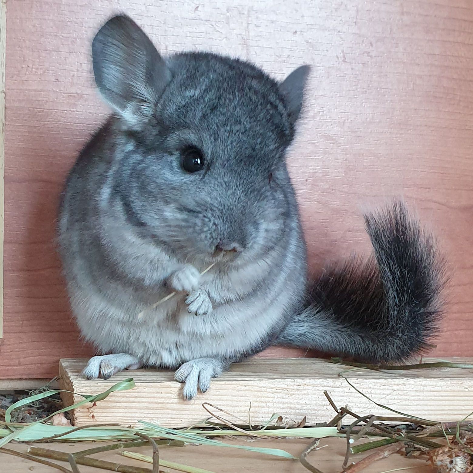 Маленький самец шиншиллы стандарт носитель ангоры и фиолета