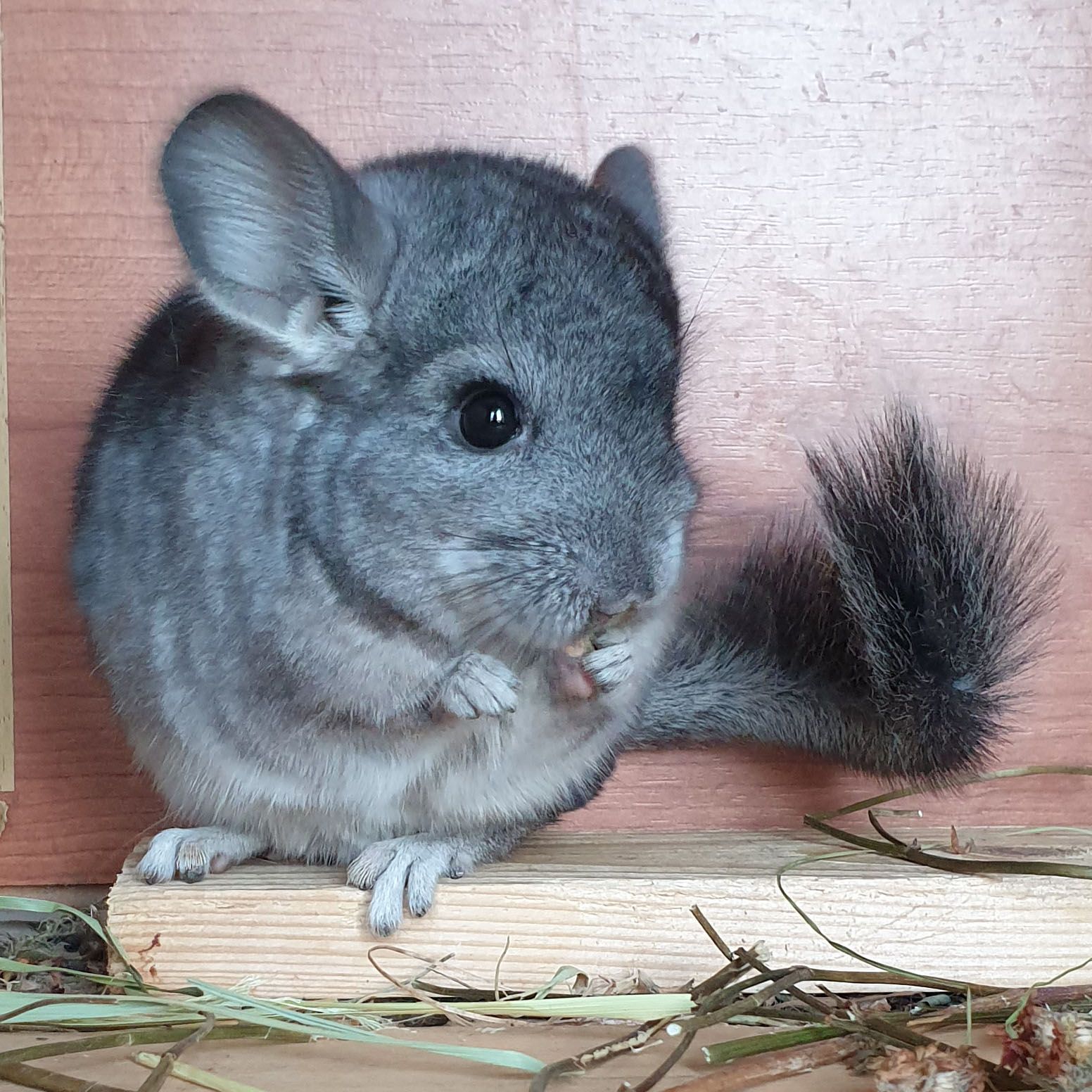 Маленький самец шиншиллы стандарт носитель ангоры и фиолета