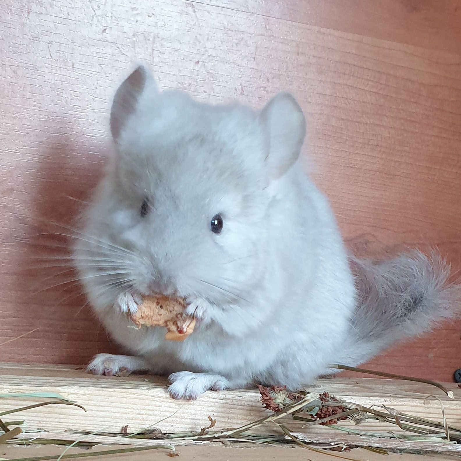 Маленький самец шиншиллы Бежевая ангора