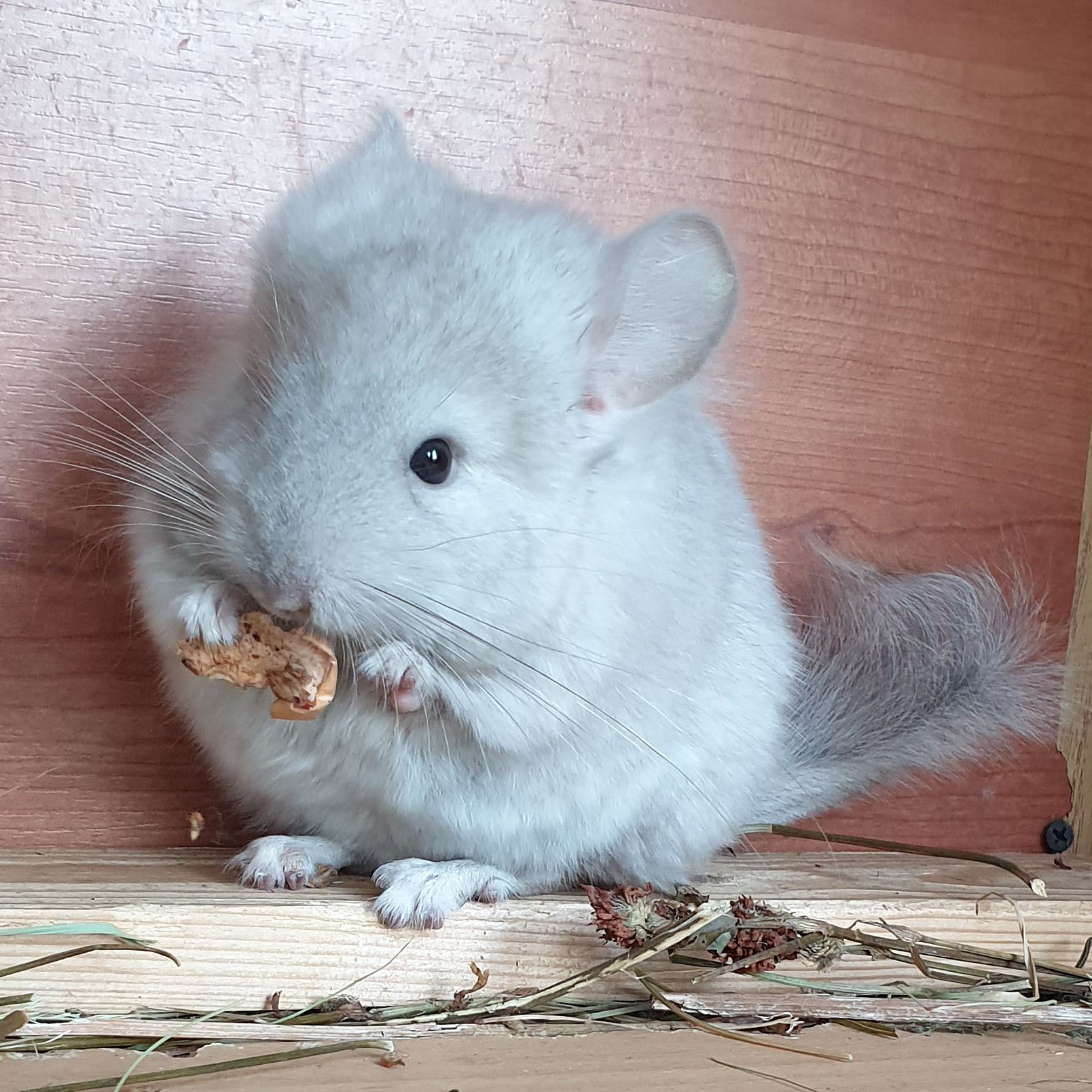 Маленький самец шиншиллы Бежевая ангора