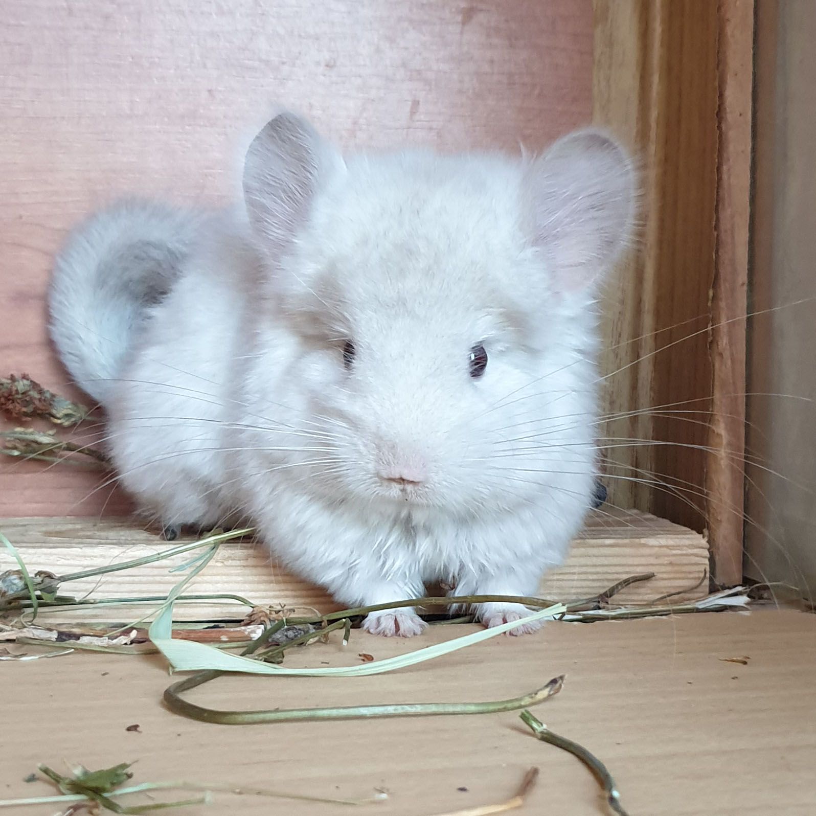 Маленький самец шиншиллы Гомобежевая ангора