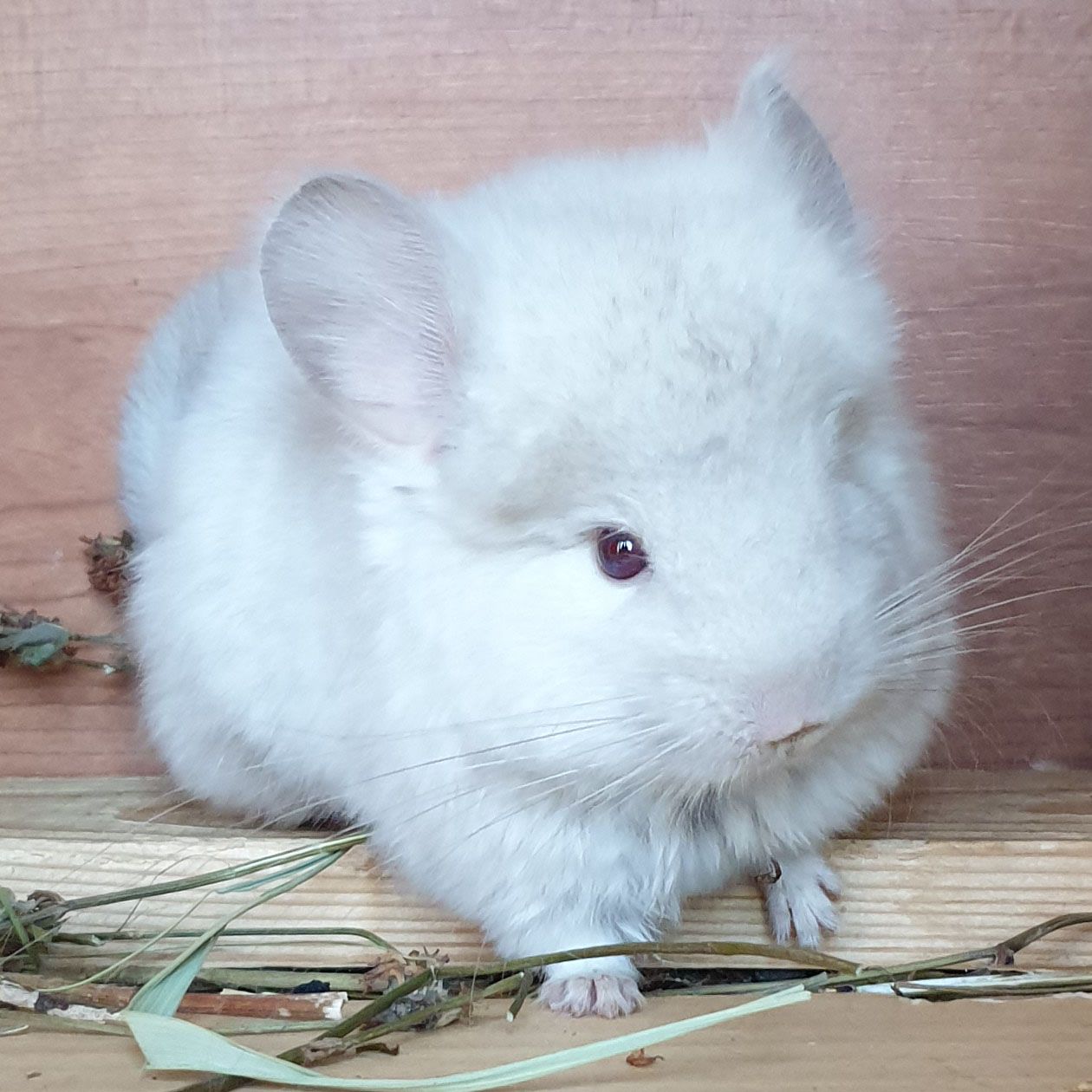 Маленький самец шиншиллы Гомобежевая ангора