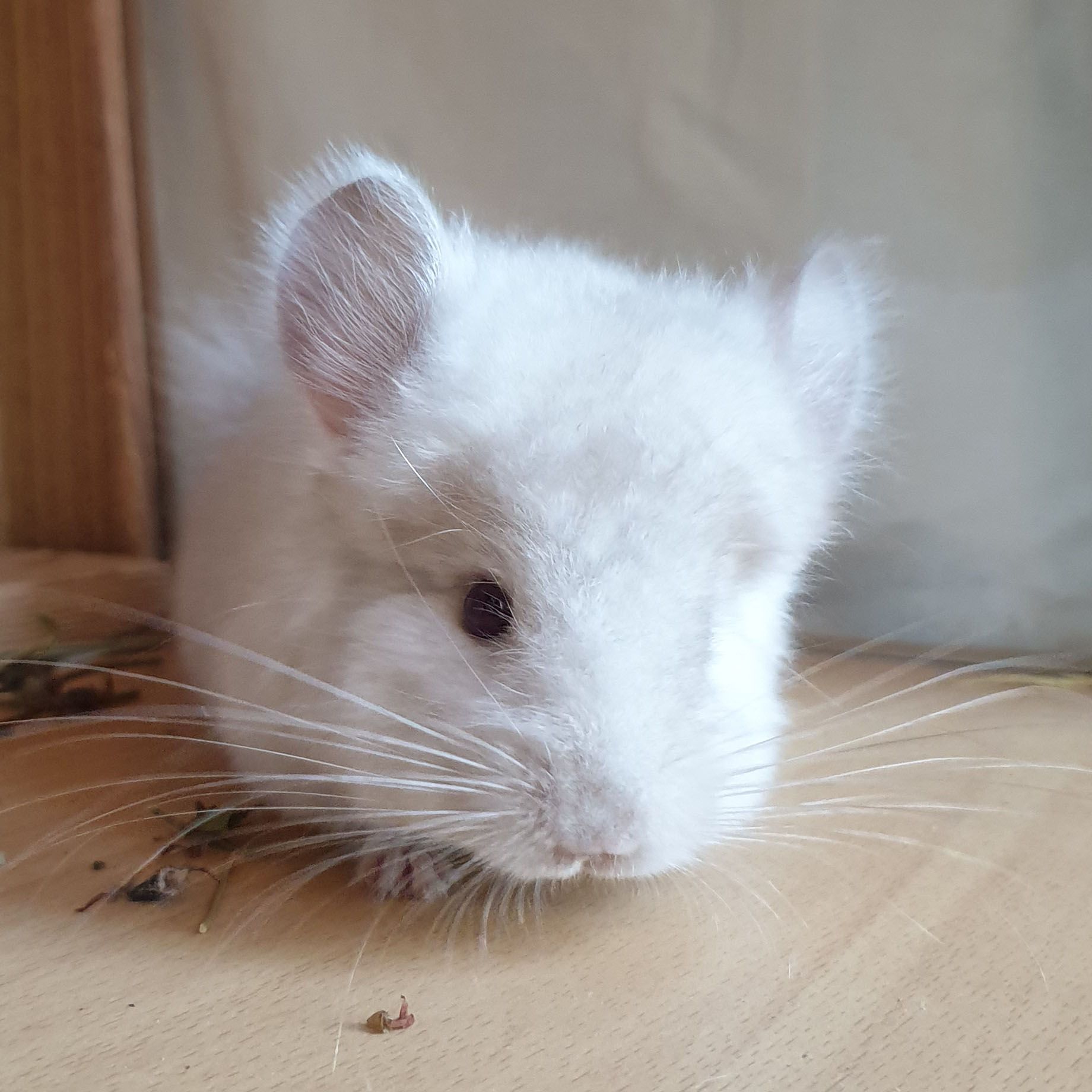 Маленький самец шиншиллы Гомобежевая ангора