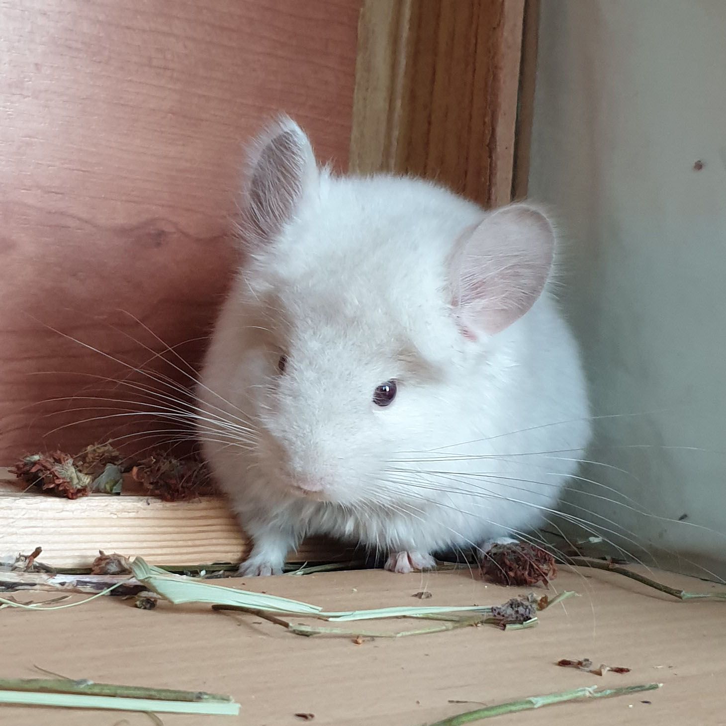 Маленький самец шиншиллы Гомобежевая ангора