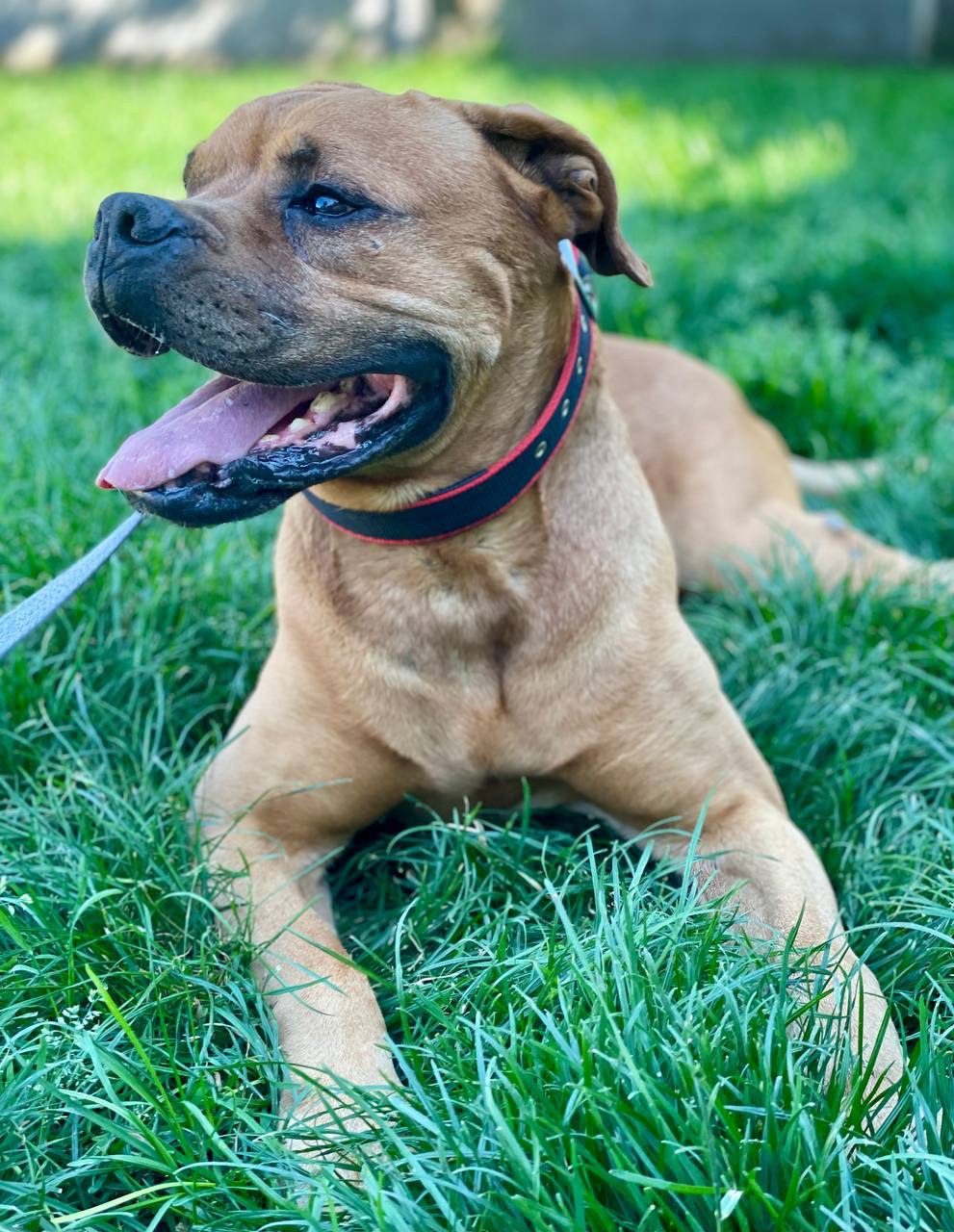 Бордоський дог метис