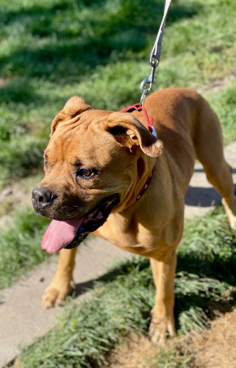 Бордоський дог метис