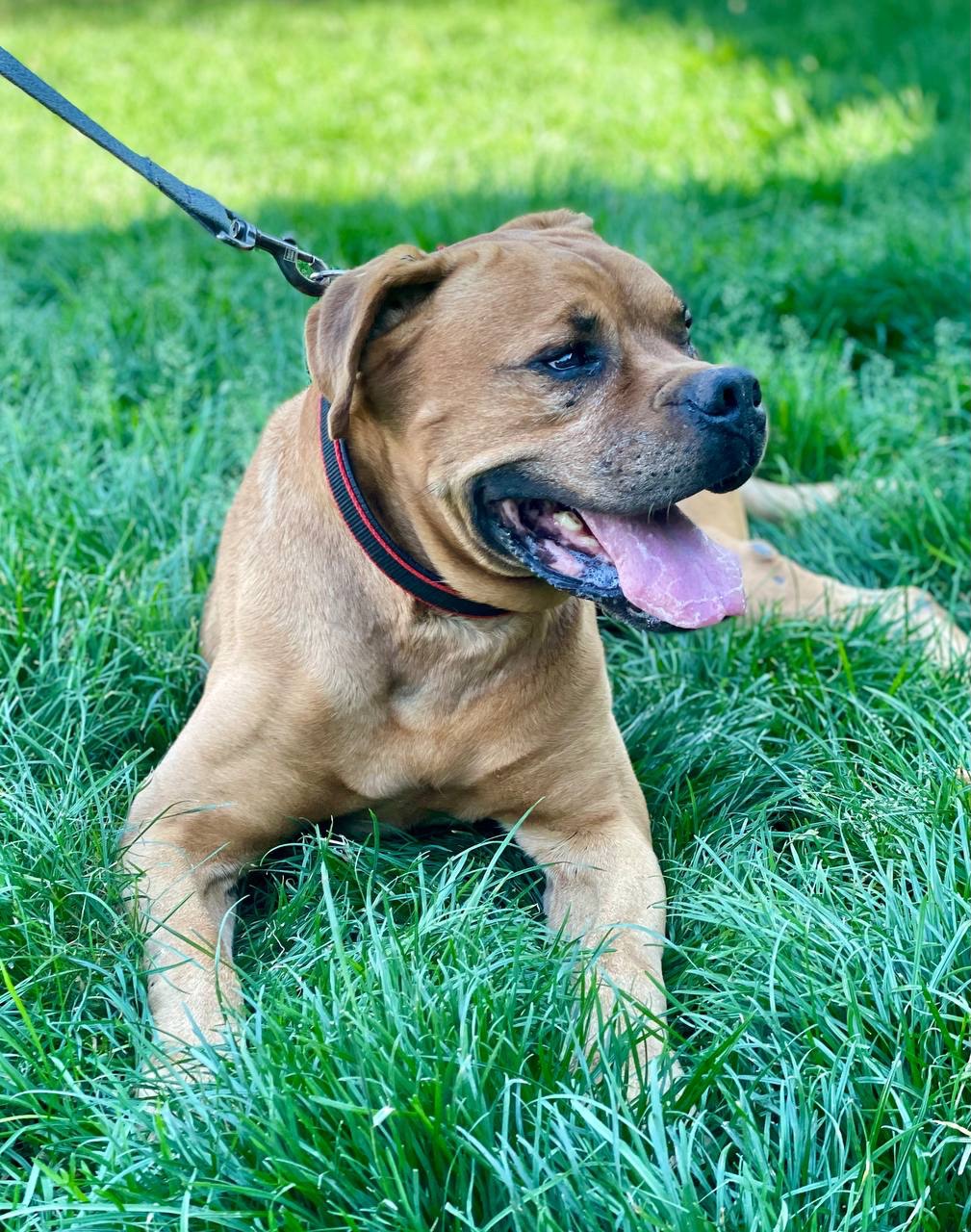 Бордоський дог метис