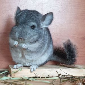 Маленький самец шиншиллы стандарт носитель ангоры и фиолета