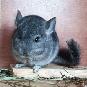 Маленький самец шиншиллы стандарт носитель ангоры и фиолета