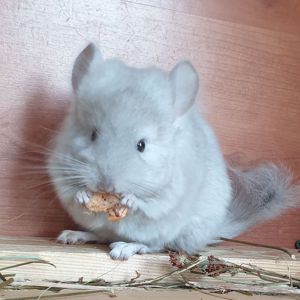 Маленький самец шиншиллы Бежевая ангора