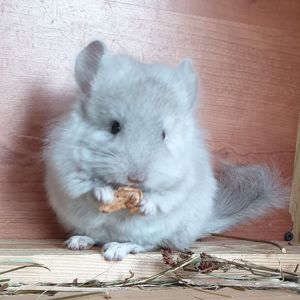 Маленький самец шиншиллы Бежевая ангора