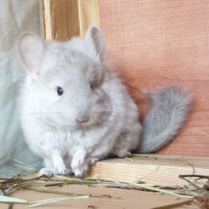 Маленький самец шиншиллы Бежевая ангора