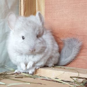 Маленький самец шиншиллы Бежевая ангора