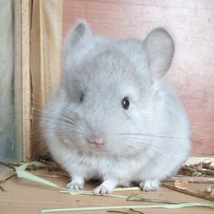 Маленький самец шиншиллы Бежевая ангора