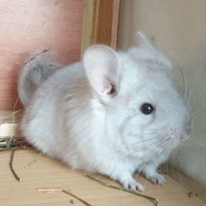 Маленький самец шиншиллы Бежевая ангора