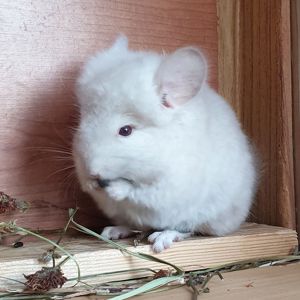 Маленький самец шиншиллы Гомобежевая ангора