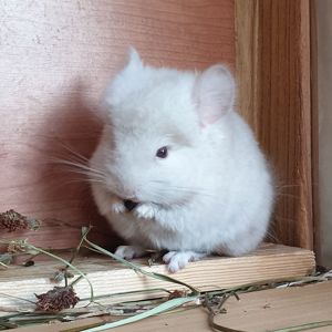 Маленький самец шиншиллы Гомобежевая ангора