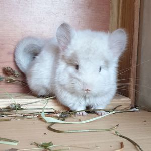 Маленький самец шиншиллы Гомобежевая ангора