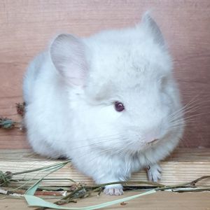 Маленький самец шиншиллы Гомобежевая ангора