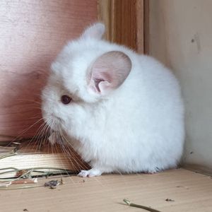 Маленький самец шиншиллы Гомобежевая ангора