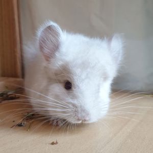 Маленький самец шиншиллы Гомобежевая ангора