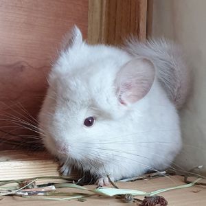 Маленький самец шиншиллы Гомобежевая ангора