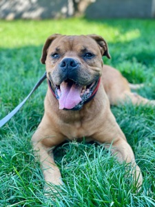 Бордоський дог метис