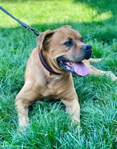 Бордоський дог метис