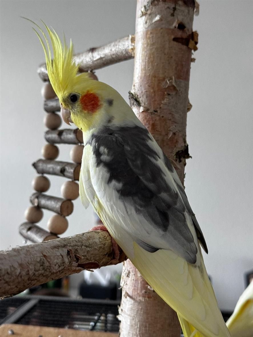 Корелла молодь, маленький какаду