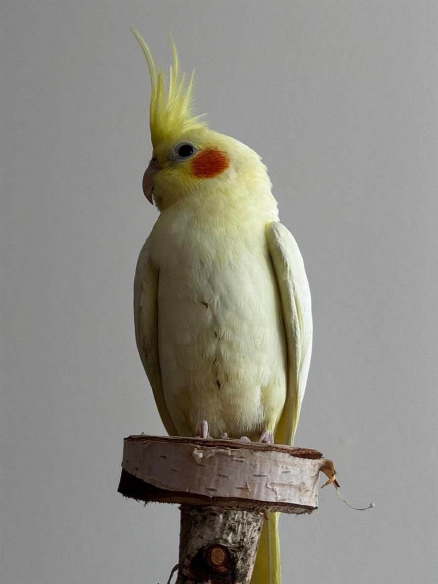 Корелла молодь, маленький какаду