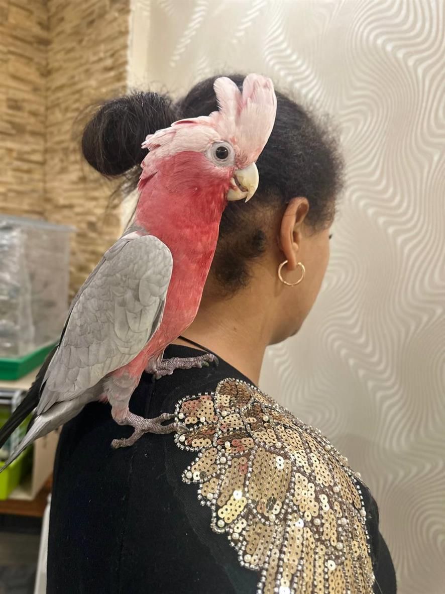 Какаду рожеві папуги папуга що розмовляеє