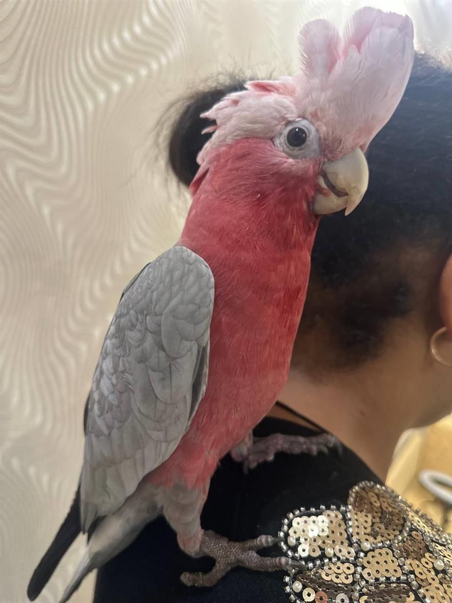 Какаду рожеві папуги папуга що розмовляеє