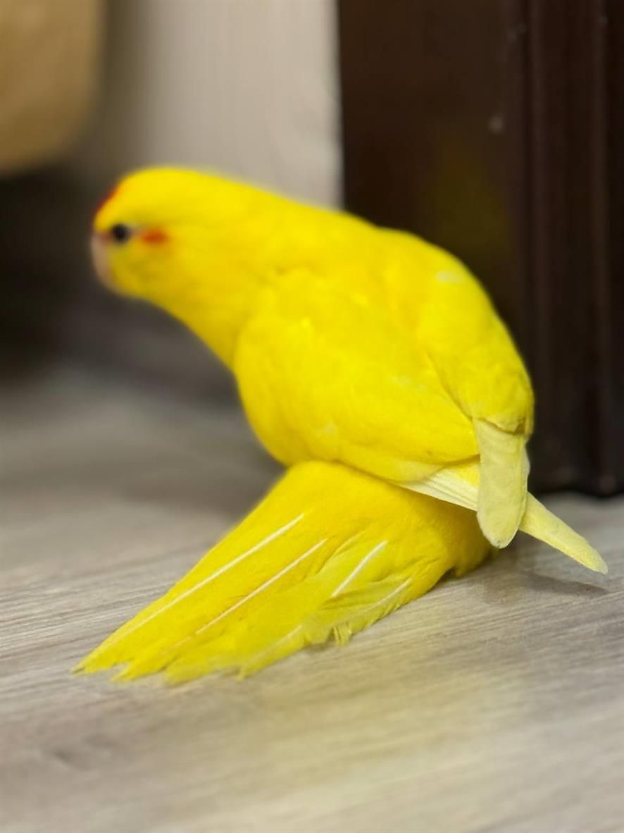 Какарик реально ручные попугаи птенцы выкормыши