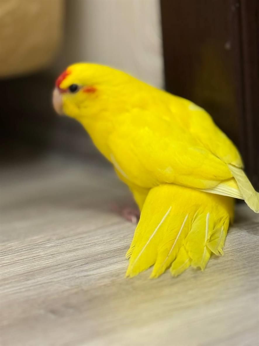 Какарик реально ручные попугаи птенцы выкормыши