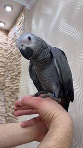 3 месяца птенец жако( мальчик) ручной Выкормыш