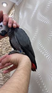 3 месяца птенец жако( мальчик) ручной Выкормыш