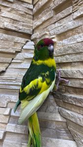 Желто-зеленый прыгающий попугай какарик