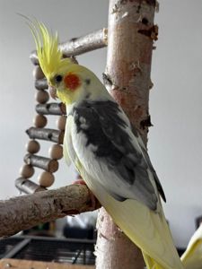 Корелла молодь, маленький какаду