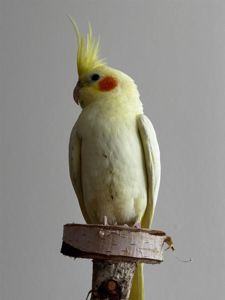 Корелла молодь, маленький какаду