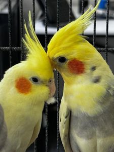 Корелла молодь, маленький какаду