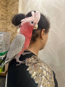 Какаду рожеві папуги папуга що розмовляеє