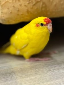 Какарик реально ручные попугаи птенцы выкормыши