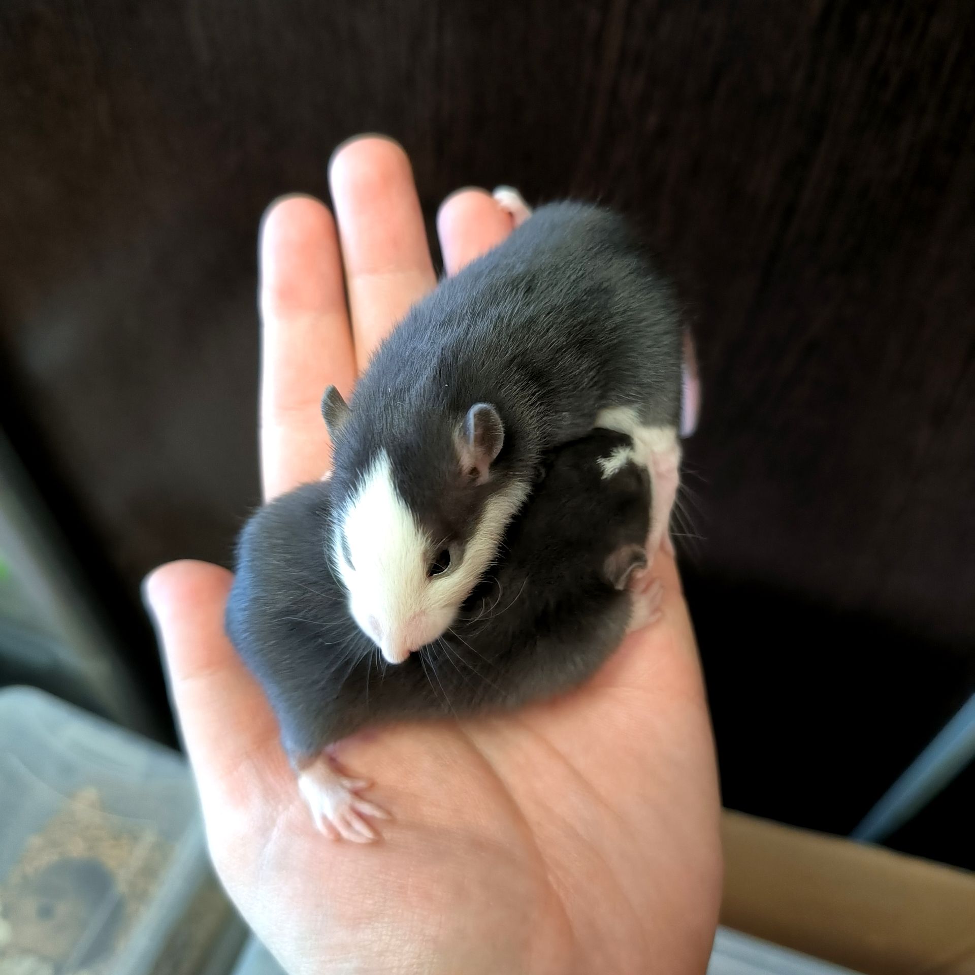 Дуже ручні дівчата пацючки, щури