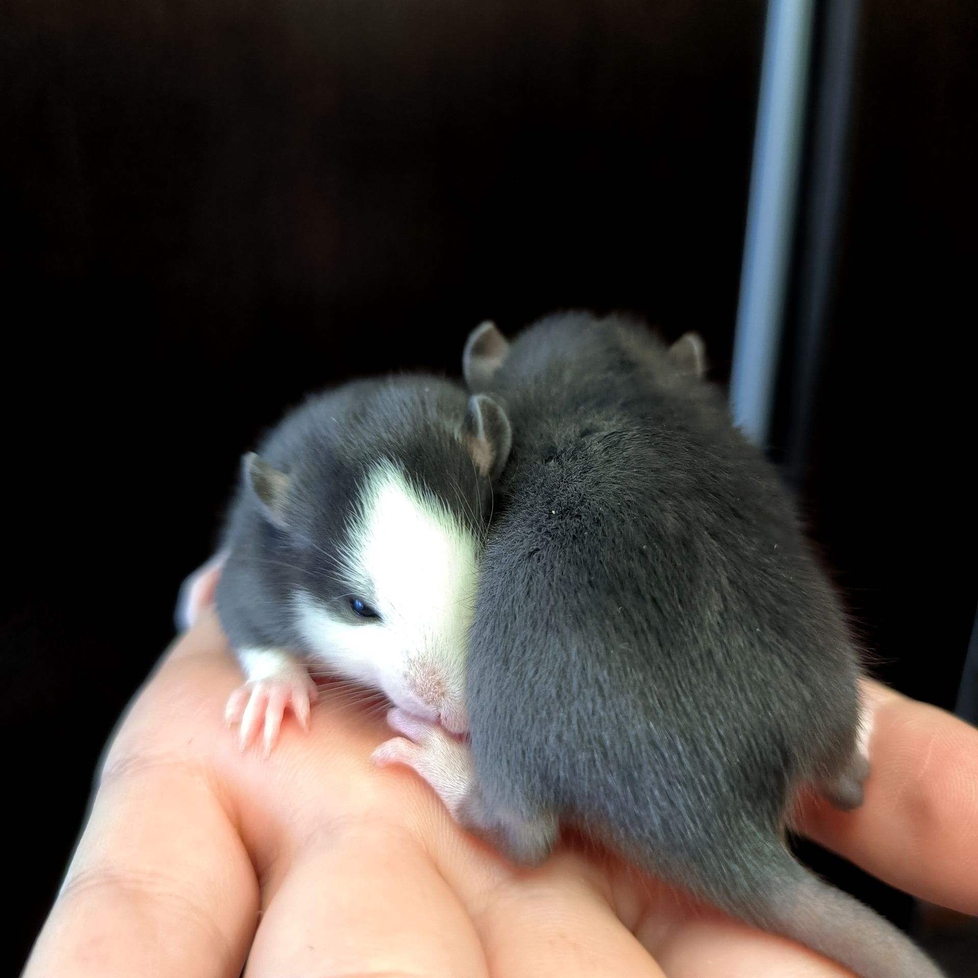 Дуже ручні дівчата пацючки, щури