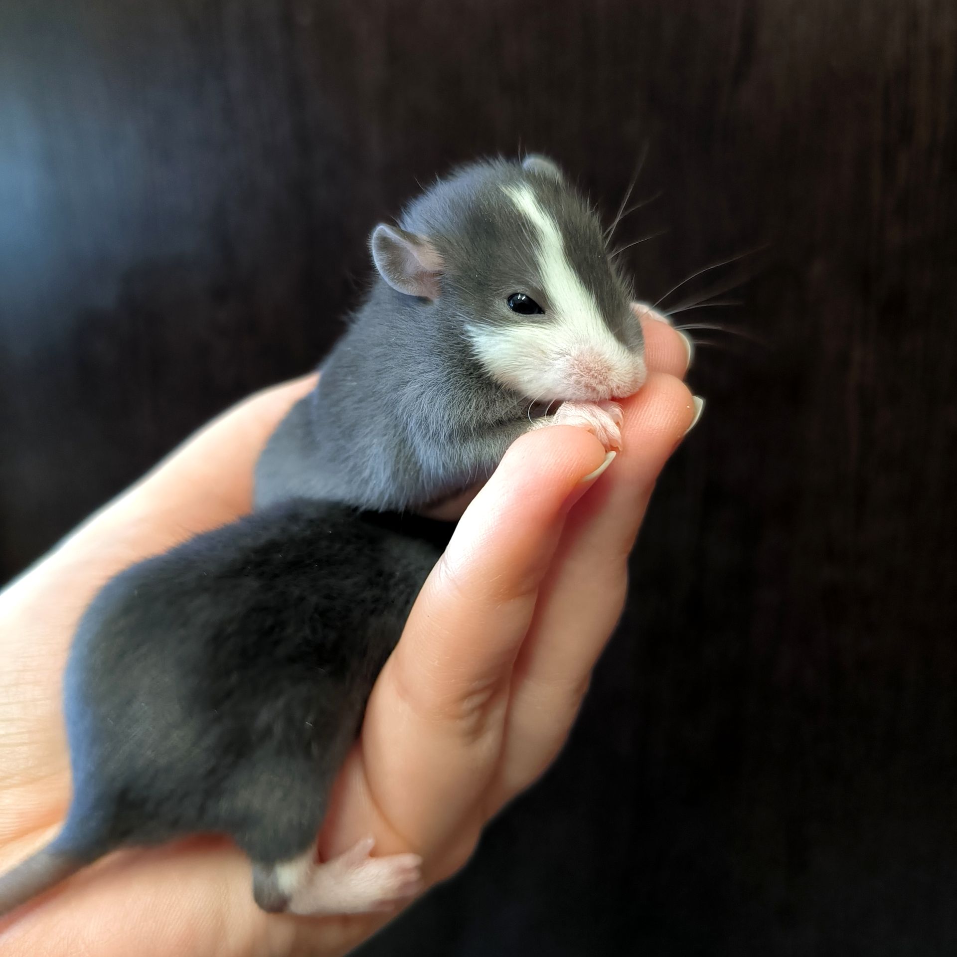 Дуже ручні дівчата пацючки, щури