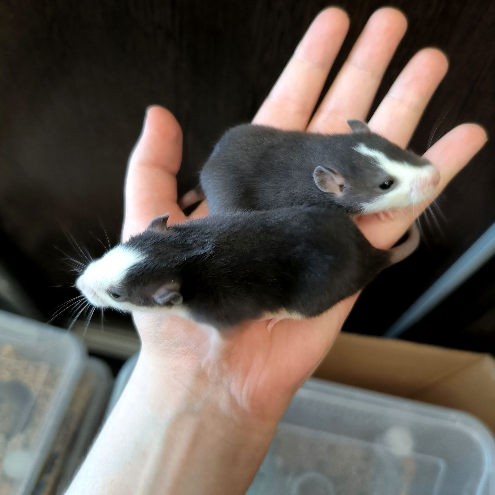 Дуже ручні дівчата пацючки, щури