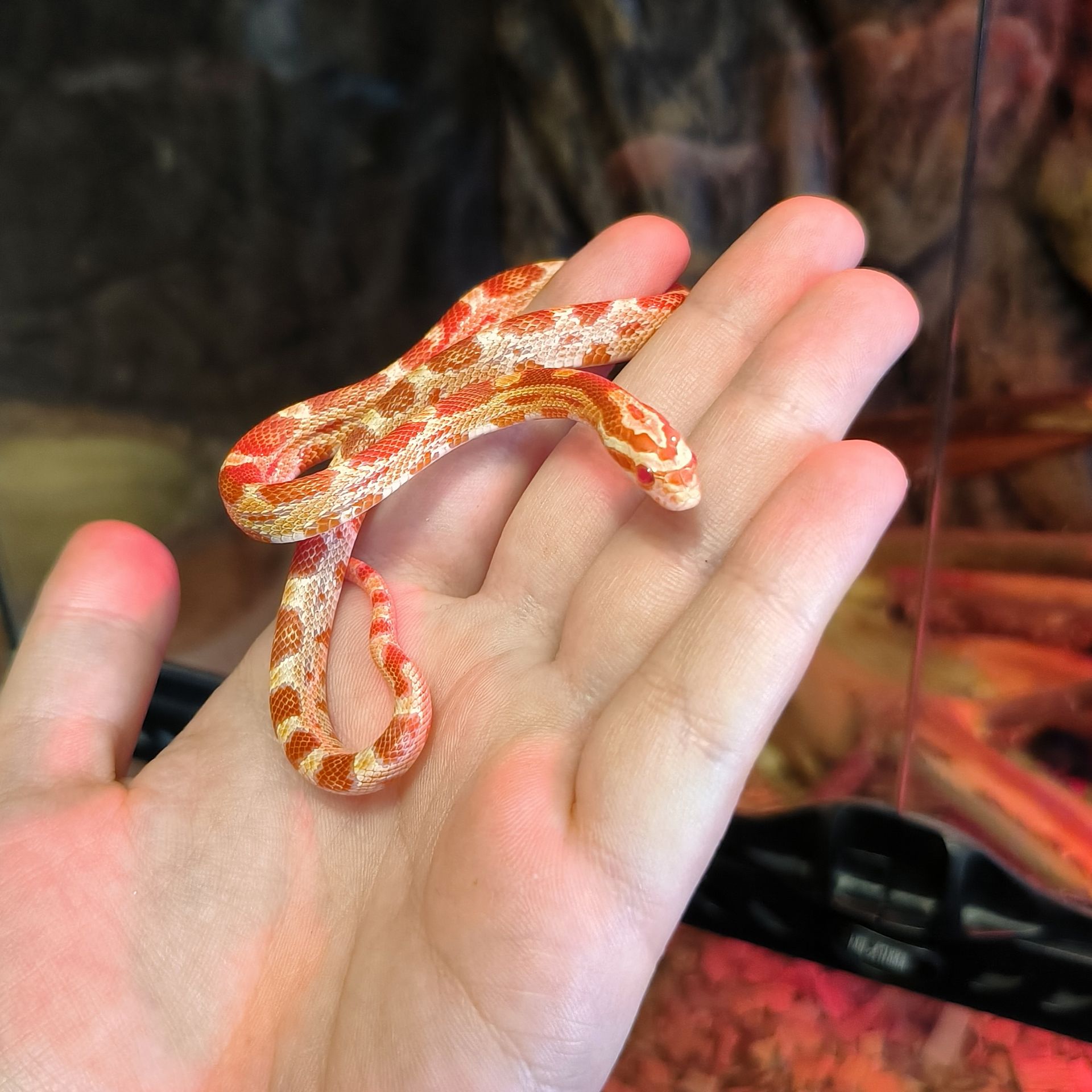 Маїсовий полоз амеланіст, amel (amelanistic)