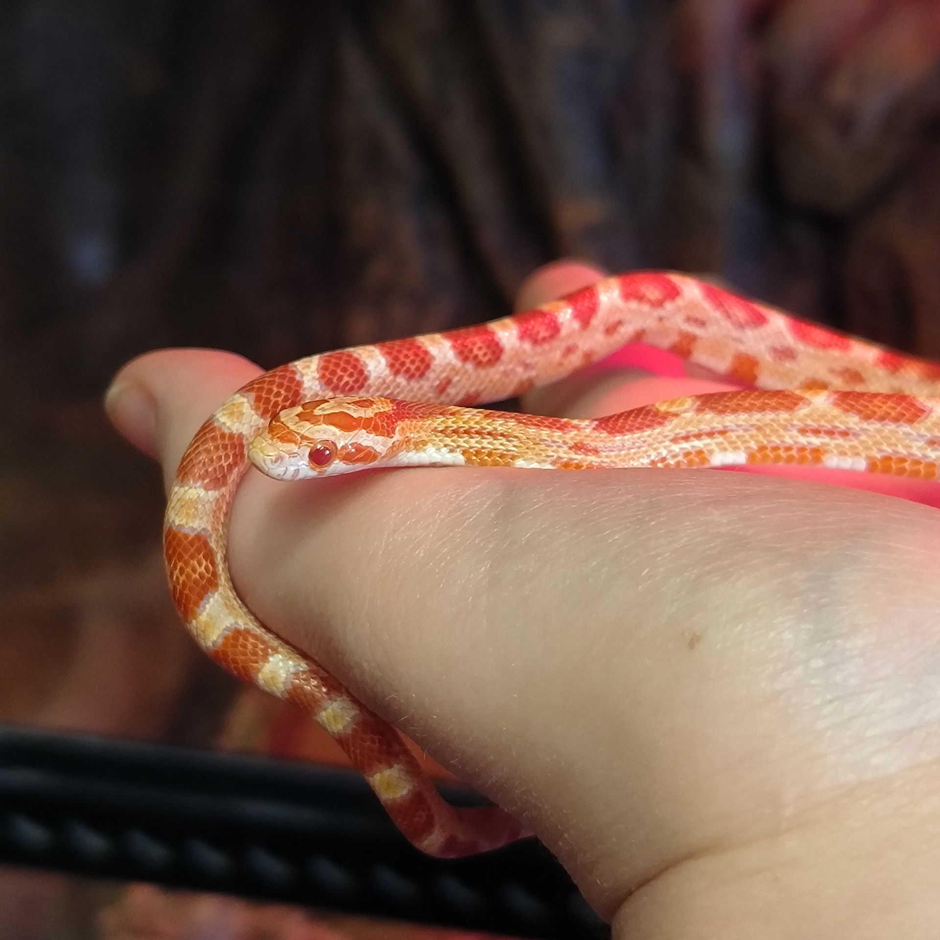 Маїсовий полоз амеланіст, amel (amelanistic)